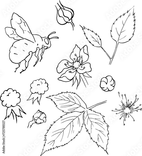 Bumblebee and blackberry bushes. A set of elements of flowers, leaves, blackberries and a bumblebee. Vector image for coloring book for printing, printing on dishes, packaging of sweets, cosmetics