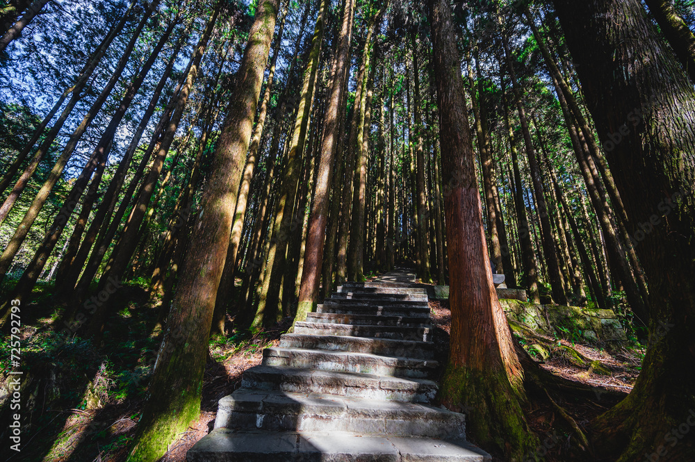 Obraz premium Enchanting Stone Staircase along the Alishan Nature Trail in the Alishan National Scenic Area, a captivating mountain resort and nature reserve nestled in Alishan Township, Chiayi County, Taiwa