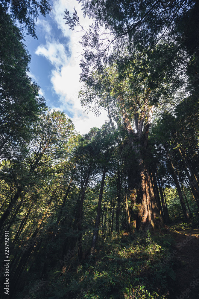 Discover the majestic Shuishan Giant Tree along the enchanting nature trail of Alishan National Forest Park. Immerse yourself in the breathtaking beauty of the Alishan National Forest Recreation Area. Discover the majestic Shuishan Giant Tree along the enchanting nature trail of Alishan National Forest Park. Immerse yourself in the breathtaking beauty of the Alishan National Forest Recreation Area.
