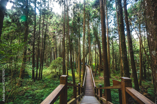 A picturesque wooden bridge in the heart of Alishan National Forest Park, nestled within the enchanting Alishan National Scenic Area—a mountain resort and nature reserve situated in Alishan township.