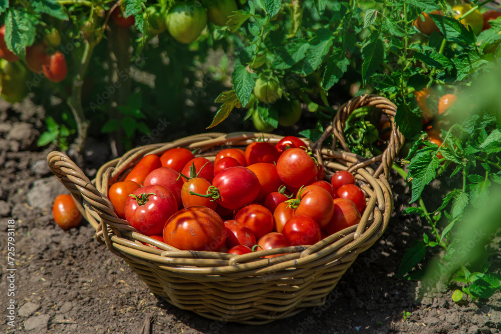 harvest of tomatoes in the garden. Selective focus. harvest of tomatoes in the garden. Selective focus.