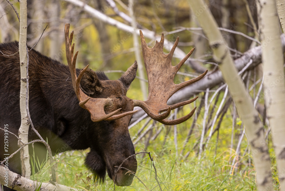 Bull Moose in Autumn in Grand Teton National Park Wyoming Bull Moose in Autumn in Grand Teton National Park Wyoming