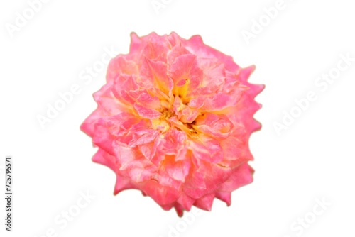 pink rose on a white background