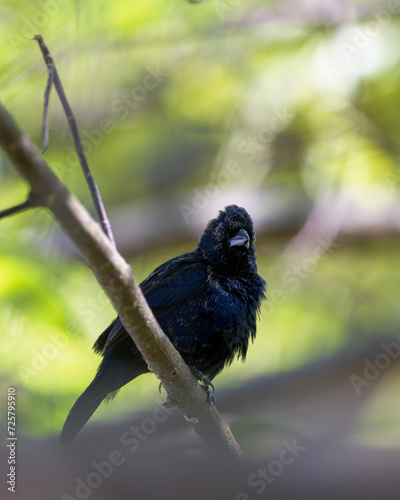 Blue-black Grassquit (Volatinia jacarina)perched on a branch with fluffed feathers. photo