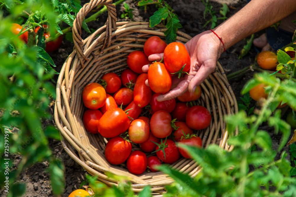 A farmer harvests tomatoes in the garden. Selective focus. A farmer harvests tomatoes in the garden. Selective focus.