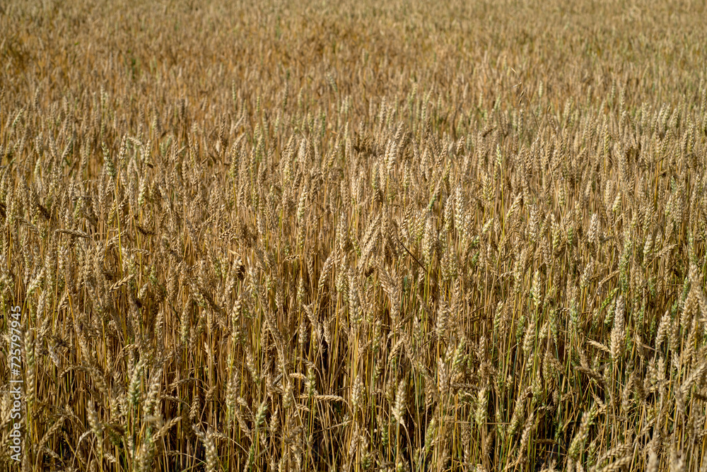 ripe yellow ears of wheat in the field, top view close up ripe yellow ears of wheat in the field, top view close up