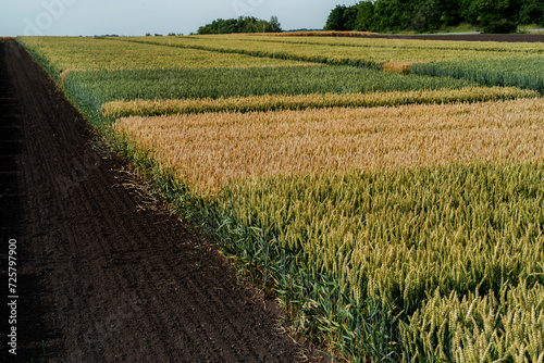 sectors of cereal crops on demo plots