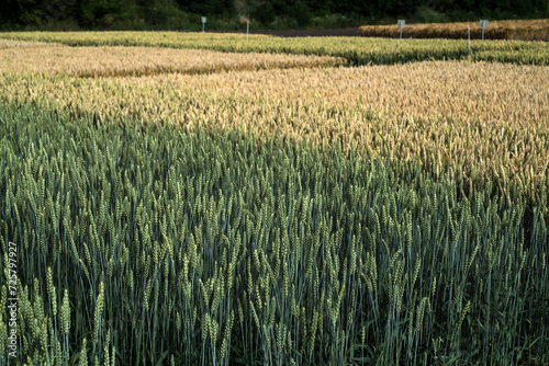 various types of cereal varieties, top view of cereal plantations