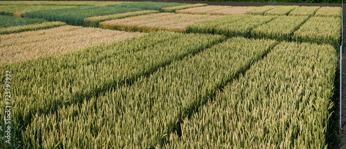 sectors of various types of cereal varieties, top view, focus on front