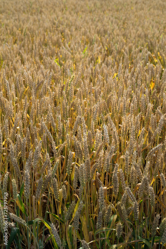 ripe ears of wheat in the field, top view, close up