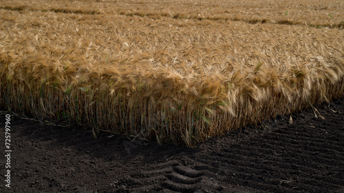 corner of ripe wheat, landscape of a partially harvested wheat field on arabl...