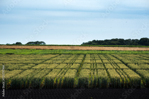 field plots, sectors of cereal species, with signposts and blue sky