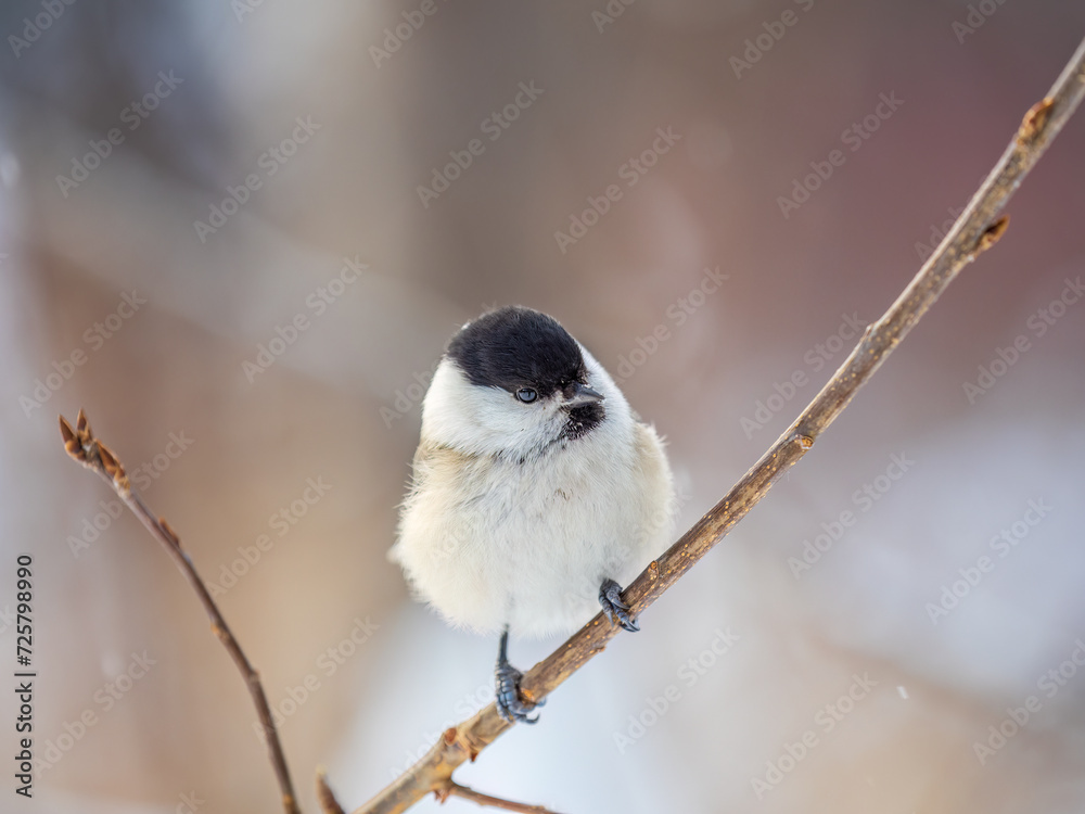 Cute bird the willow tit, song bird sitting on a branch without leaves in the winter. Cute bird the willow tit, song bird sitting on a branch without leaves in the winter.