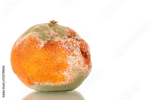 One tangerine with mold, macro, isolated on white background. photo