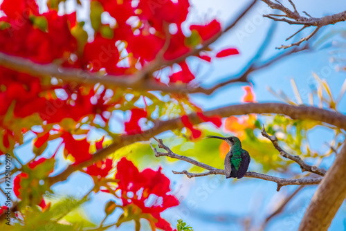 Hummingbird flying to pick up nectar from a beautiful flowers near palm trees in tropical garden