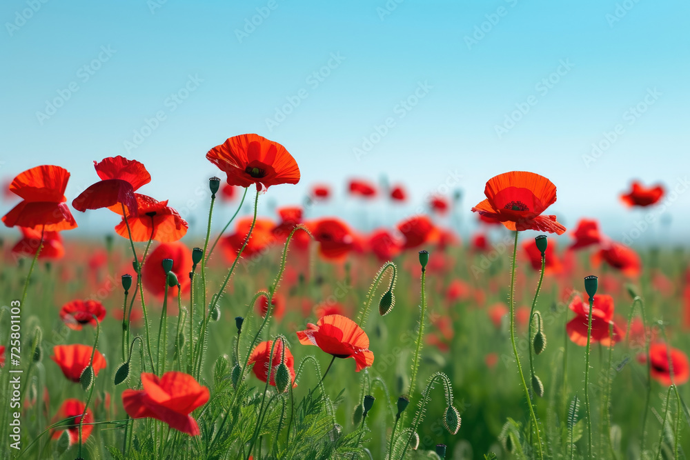 Fototapeta premium field of poppies swaying gently in the breeze under a clear blue sky