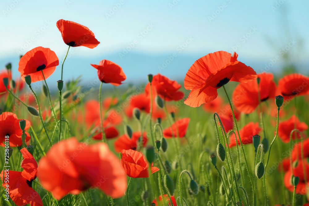 Fototapeta premium field of poppies swaying gently in the breeze under a clear blue sky