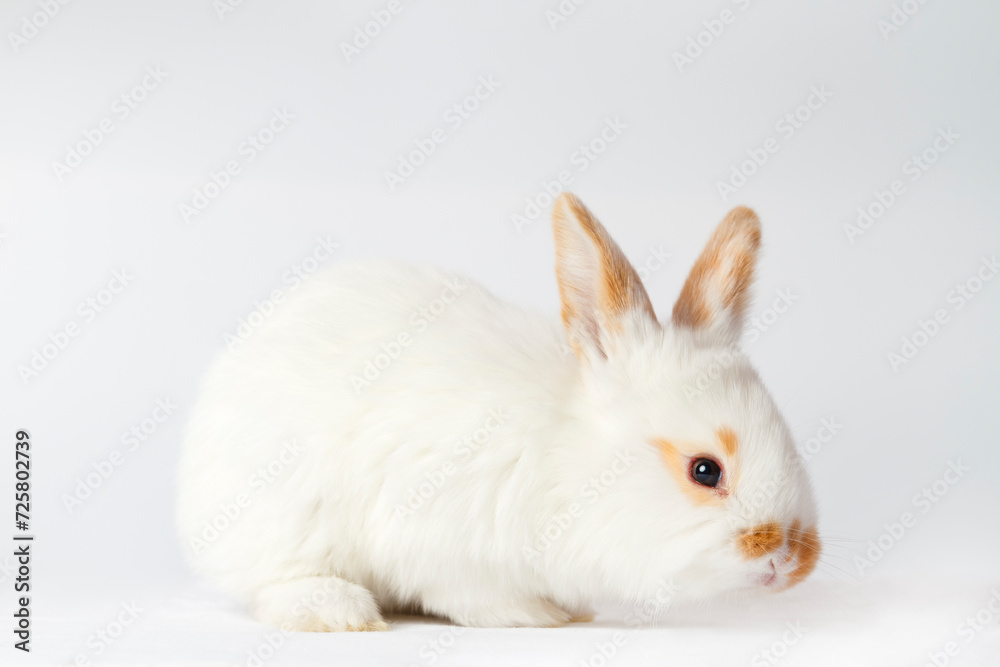 cute bunny on white background cute bunny on white background