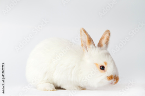 cute bunny on white background © drakuliren