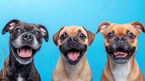 A close-up banner featuring three hide dogs  heads  their adorable faces isolated on a blue background  creating a playful and engaging image  perfect for promoting pet-related products and services.