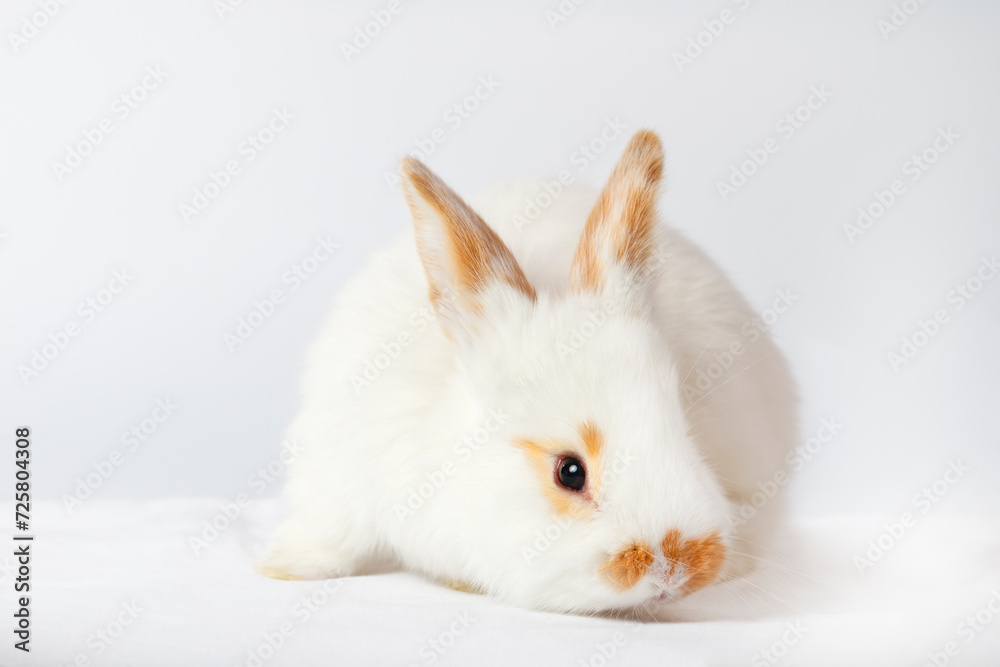 rabbit with glasses on a white background
