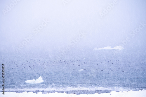 heavy snowstorm, blizzard, with a herd of birds resting on the cold freezing ocean, with icebergs in a cloudy day.
