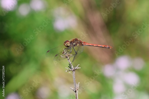 Große Heidelibelle Männchen (Sympetrum striolatum) sitzt auf einem Stock, männliche, rot orange Libelle am Teich