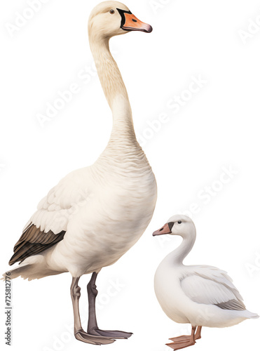 Mama and baby Goose isolated on a transparent background