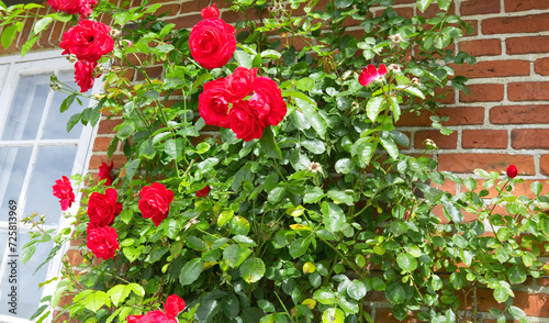 Climbing roses on an old house wall