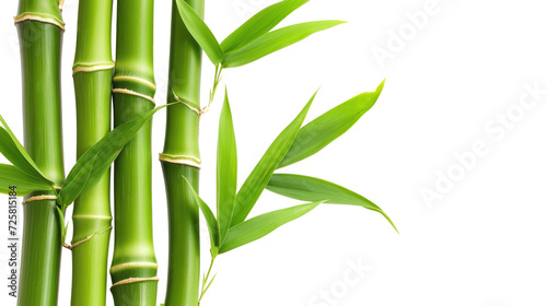 Branches of bamboo isolated on transparent background