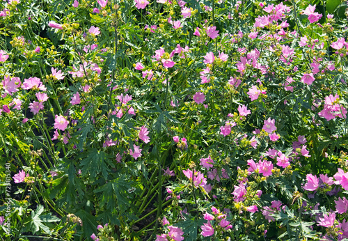 Pink Musk mallow or Malva moschata blooming in the summer garden