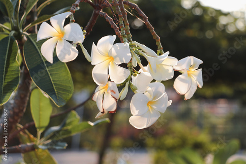 Beautiful white and yellow plumeria flowers blooming on the tree. Close-up of tropical frangipani flowers. Soft sunlight on blooming exotic blossom with blurred bokeh garden background. Leelawadee.