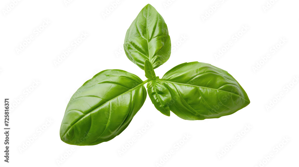 Basil isolated. Basil leaf flat lay on transparent background. Green basil leaves collection top view Basil isolated. Basil leaf flat lay on transparent background. Green basil leaves collection top view