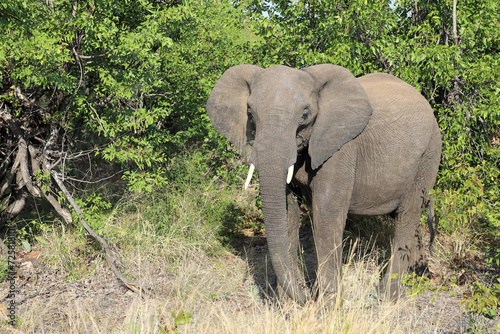 Afrikanischer Elefant   African elephant   Loxodonta africana