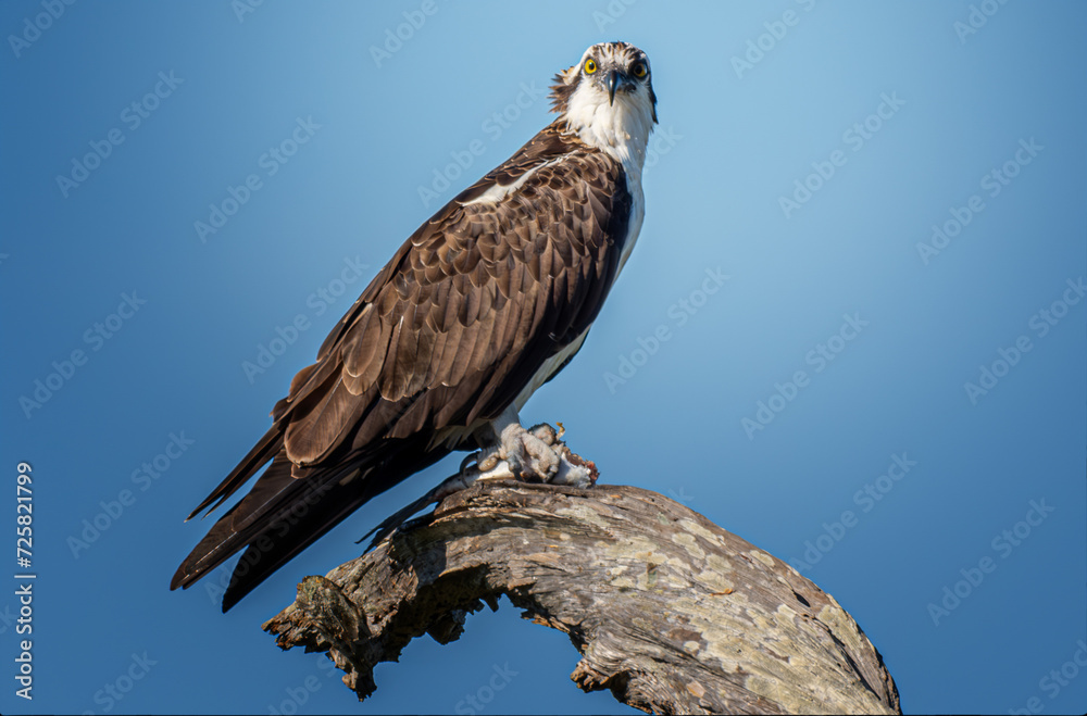 osprey enjoying the fruits of its labor osprey enjoying the fruits of its labor