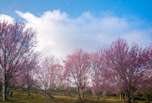 Beautiful Pink white Cherry blossom flowers tree branch in garden with blue sky..Springtime Beauty Pink Cherry Blossoms Bloom on Tree Branches in a Japanese Garden.