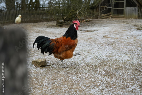 Ein Hahn der Rasse Vorwerk draussen im Winter