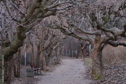 Beautiful avenue of trees with bent branches in autumn day. Brzezno, Baltic Sea, Gdansk, Poland photo