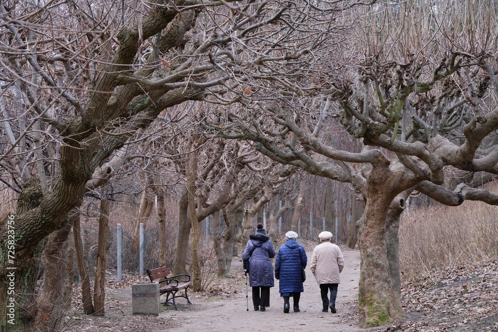 Three old women on walk along avenue of trees with bent branches in autumn day. Brzezno, Baltic Sea, Gdansk, Poland