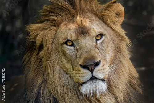Fototapeta Naklejka Na Ścianę i Meble -  King lion 
