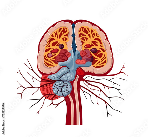 Brain on white or transparent background, flat illustration. AI Generated.