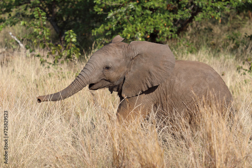 Afrikanischer Elefant   African elephant   Loxodonta africana