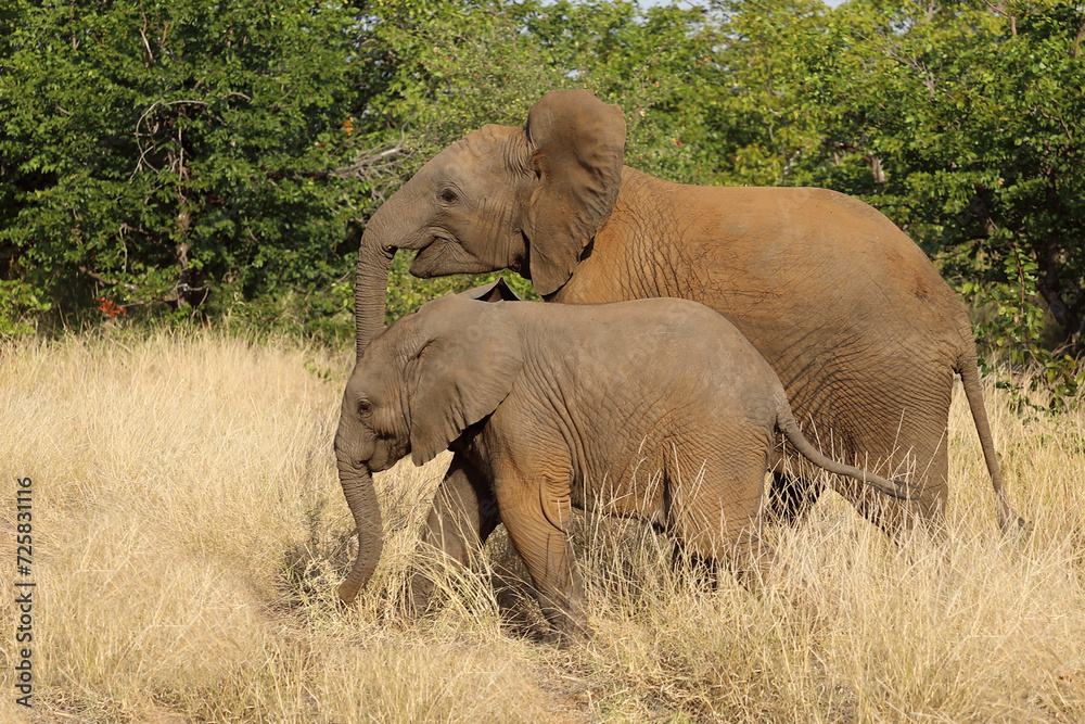 Obraz premium Afrikanischer Elefant / African elephant / Loxodonta africana