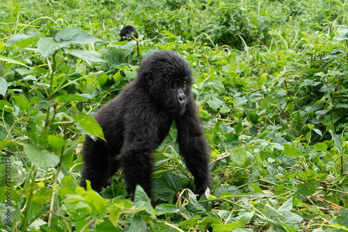 Junger Gorilla nähert sich neugierig dem Betrachter