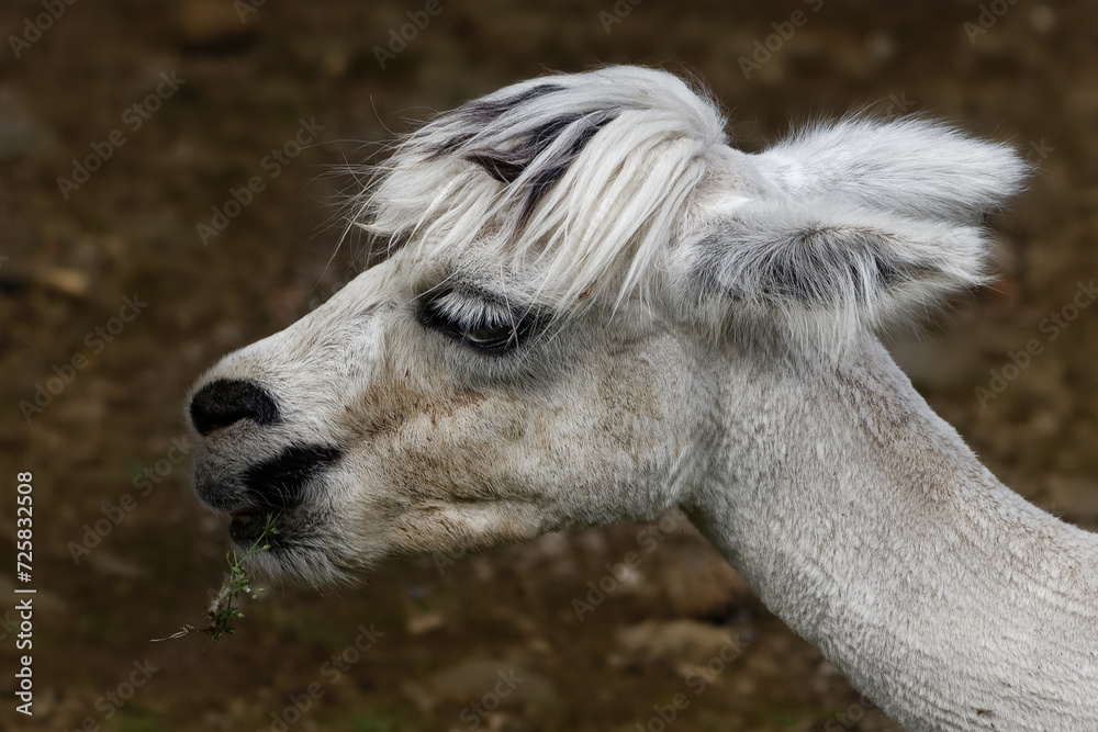 Llama alpaca portrait