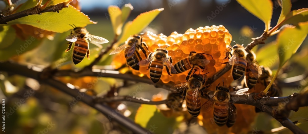 Obraz premium Bees and Honey