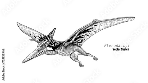Pterodactyl. Dinosaur sketch drawing. Black and white. Hand drawn vector art. line art