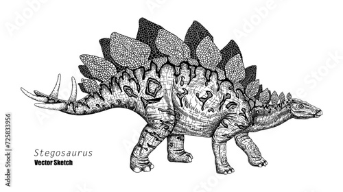 Stegosaurus. Dinosaur sketch drawing. Black and white. Hand drawn vector art. line art © inna72