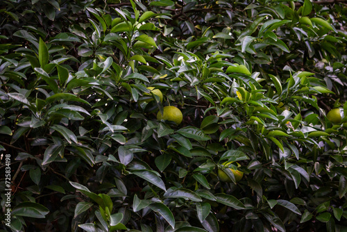 Tokyo, Japan, 26 October 2023: Lush Greenery with Hidden Fruits Among Leaves.