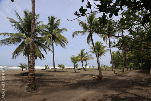 The virgin beach and its palm trees.